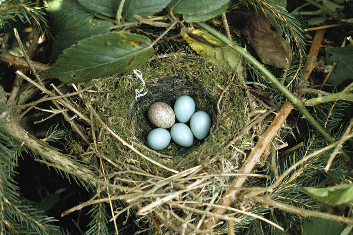 Huevos de pajaros