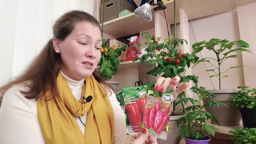 Крупноплодный, толстостенный и скороспелый перец! Перчинка сезона 2022 ...
