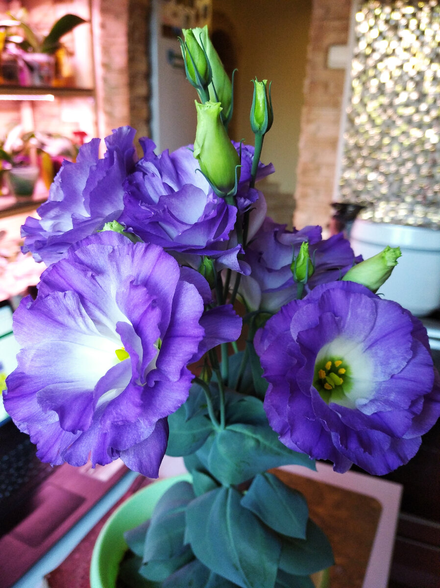 Домашняя эустома 2020 год.