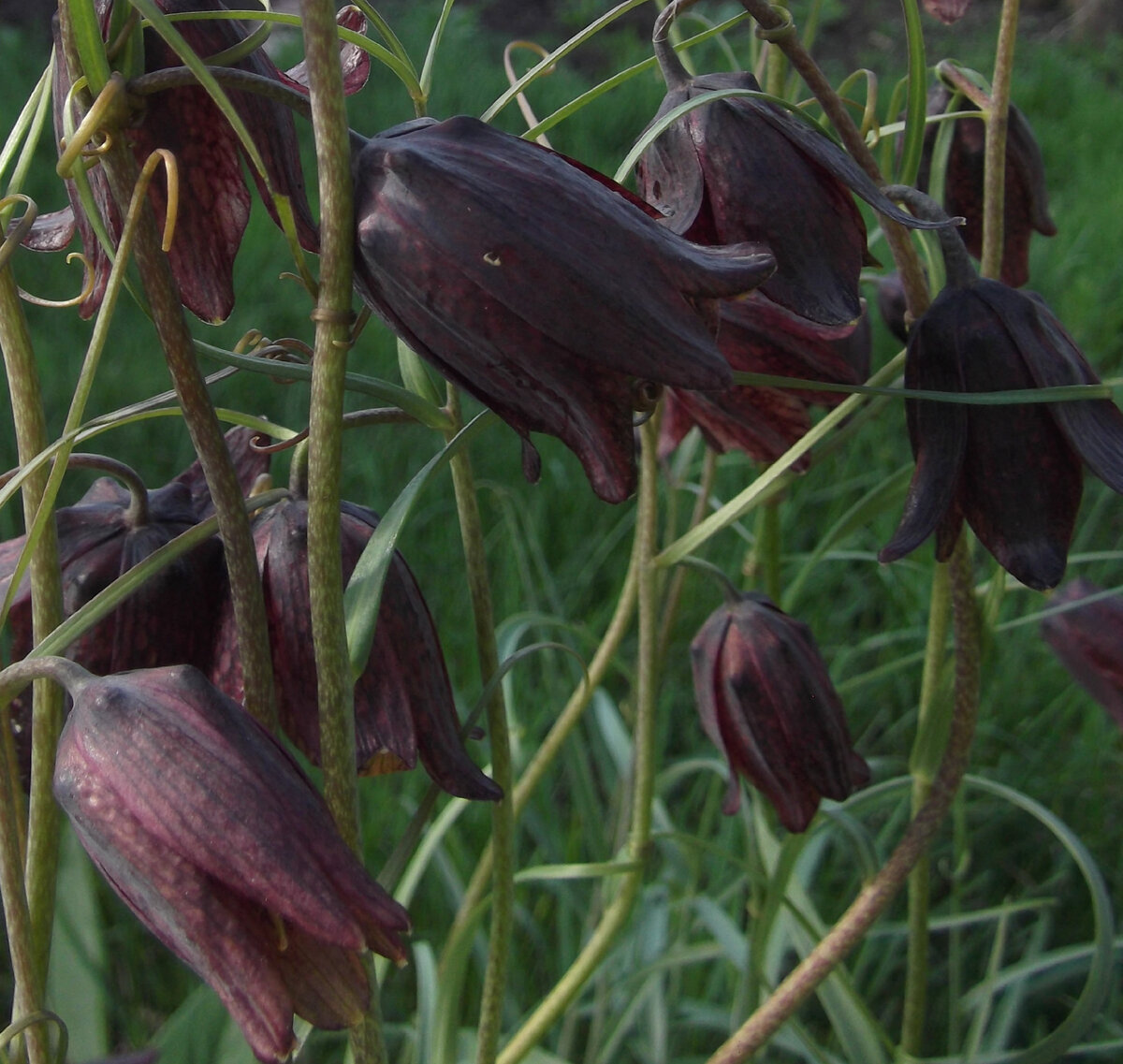 Фото автора.Рябчик русский("кукушкины слёзки").