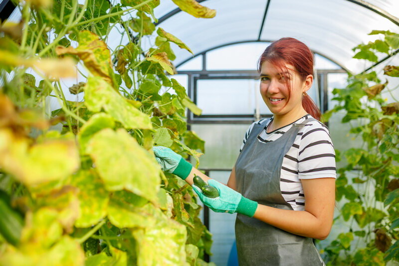 Огурцы. Иллюстрация для статьи используется по стандартной лицензии ©dachnyedela.ru