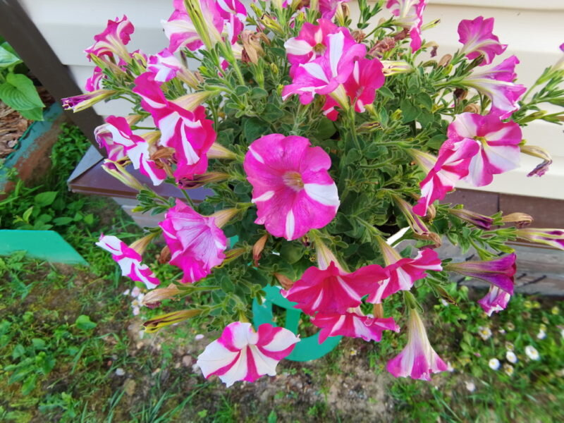 Петунии. Иллюстрация для статьи используется по стандартной лицензии ©dachnyedela.ru