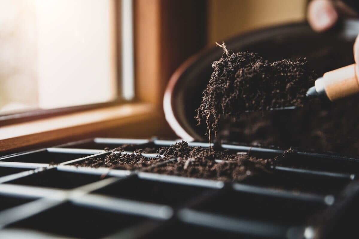 Почва для рассады перцев и помидоров | Дача cадовода