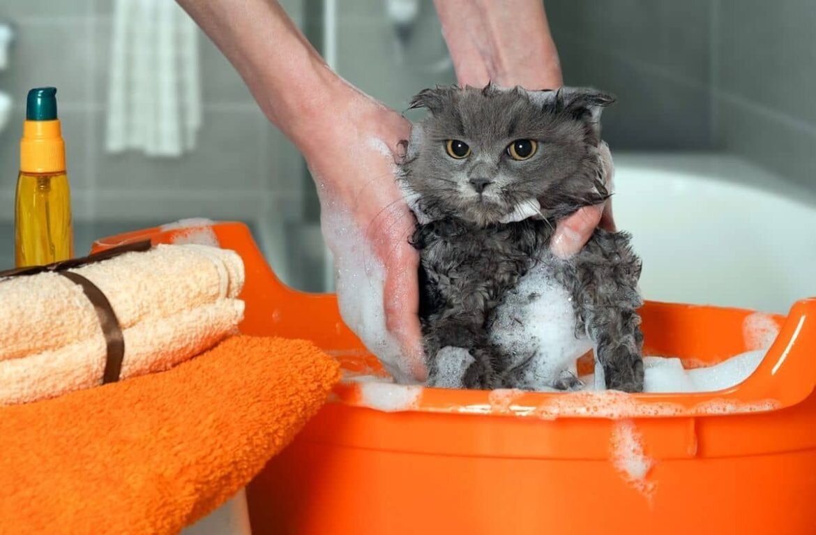 Как ухаживать за котиком. Купание кошки. Котенок купается. Мытье животных. Помытый кот