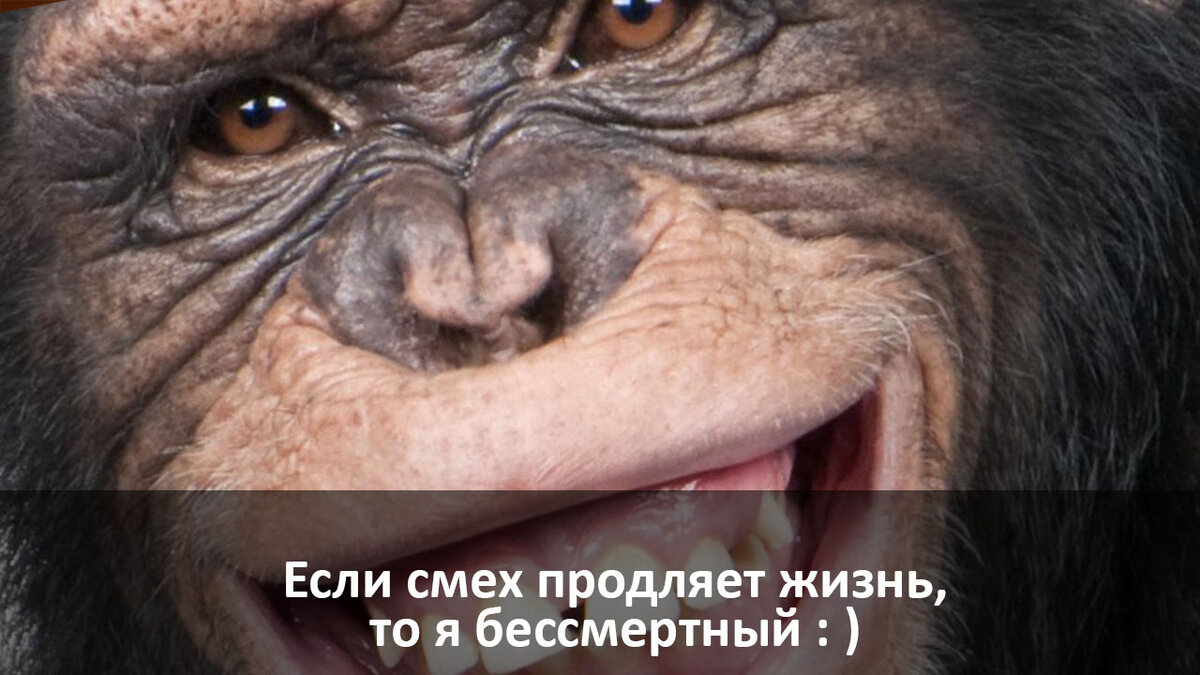 Факты о смехе. Производство смеха | В мире юмора и сатиры