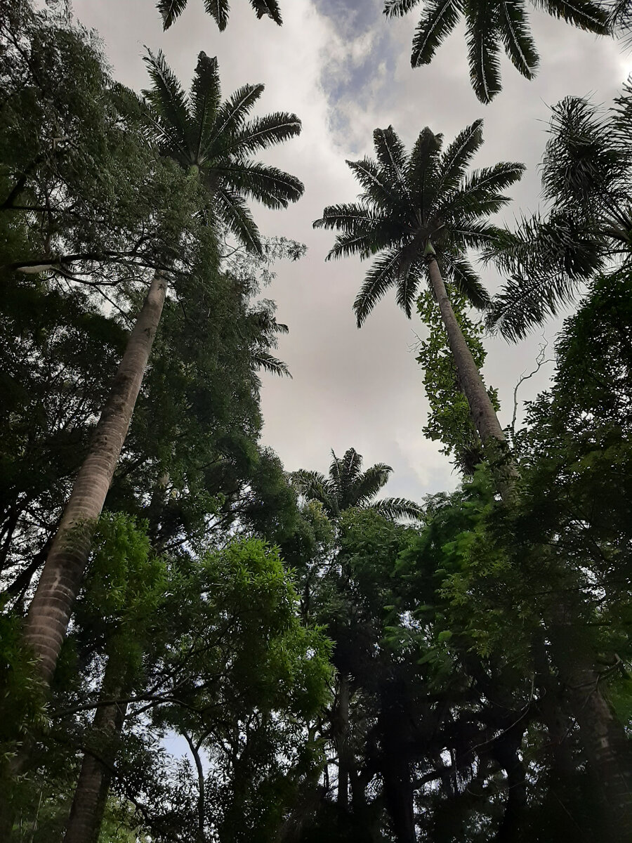 Бразилия. Фото автора