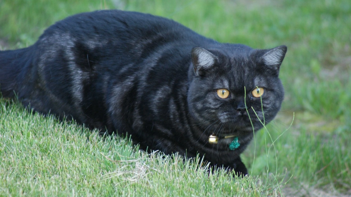Ловим бабочек, вместо того чтобы ловить ворон