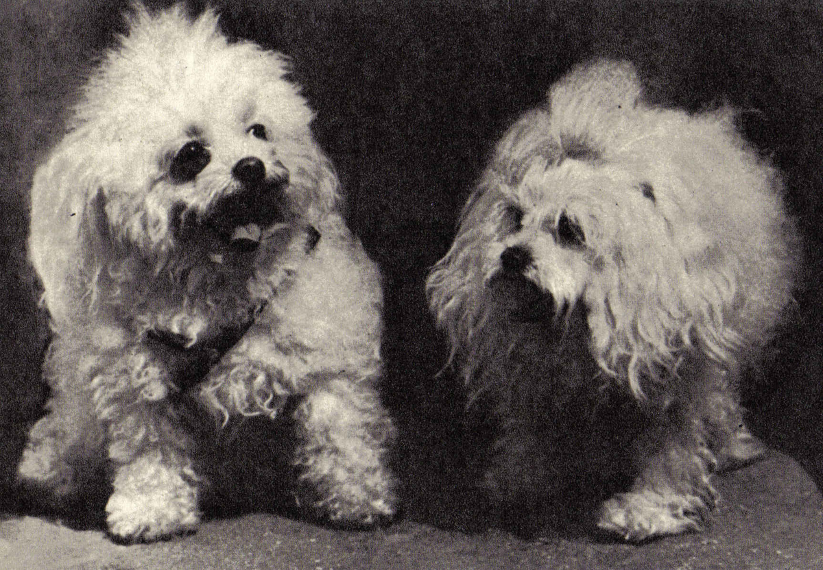 Это, конечно, не фотки из 12 века, но примерно так бишоны выглядели раньше.