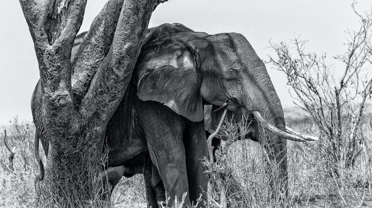 Слон на дереве фото