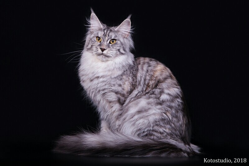 Norell of Freya's Pet. fs 09 24 - чёрный черепаховый серебристый пятнистый с белым.