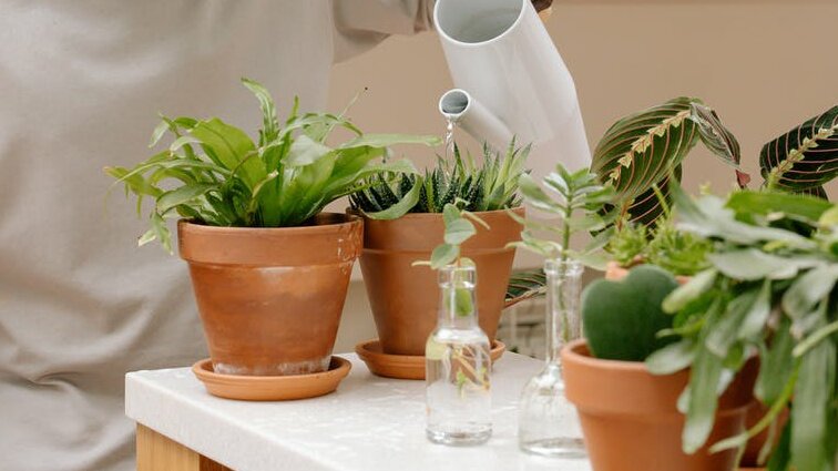 Янтарной кислотой можно обрабатывать не только рассаду, но и комнатные растения