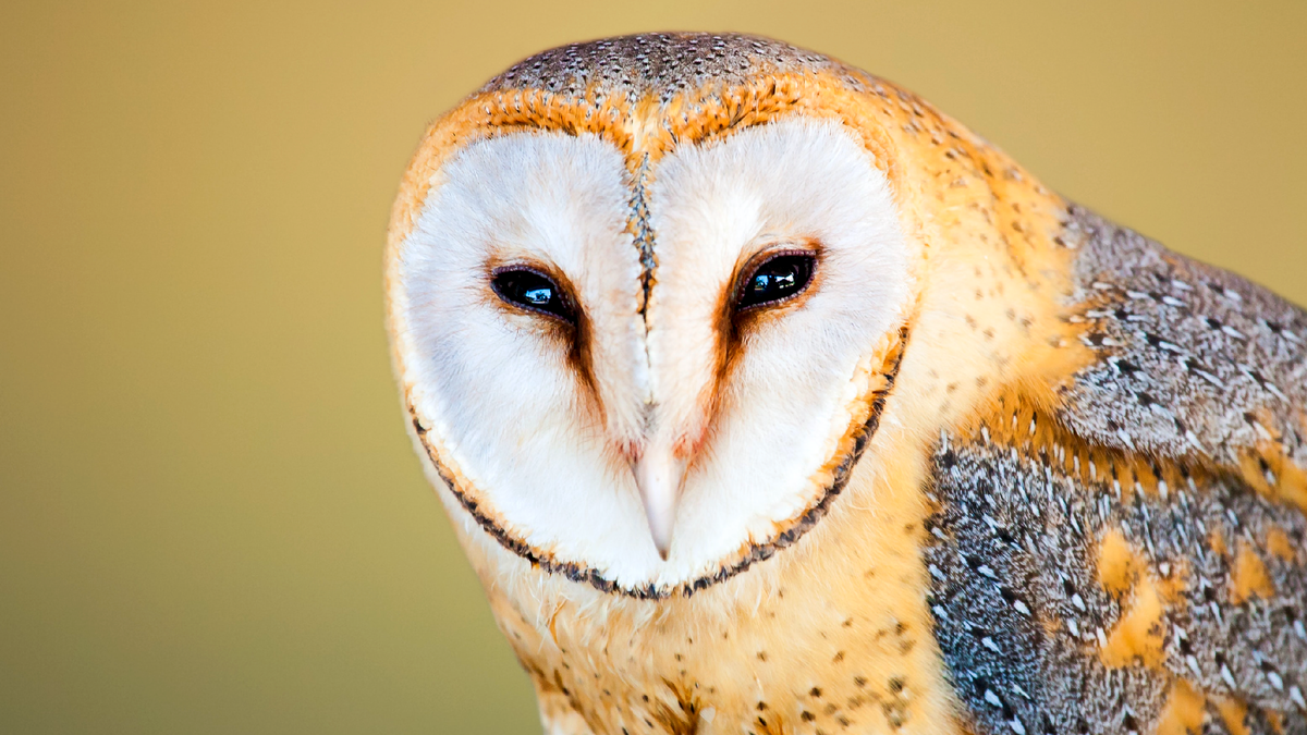 источник: Jean van der Meulen      серая сипуха