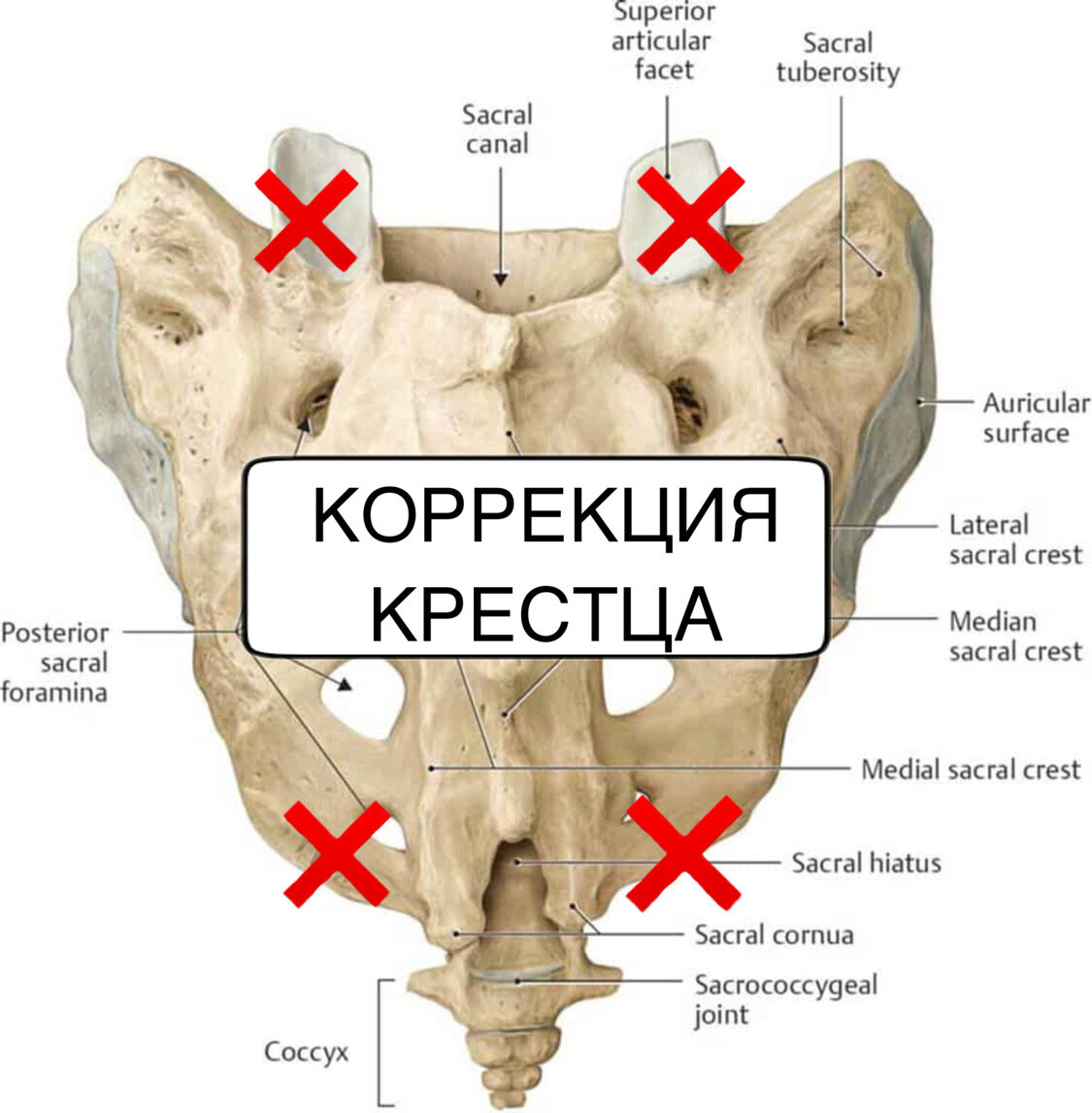 Точки крестца. Флексия крестца.