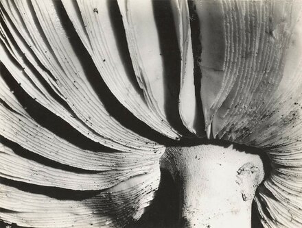 фотограф - участница "Группы f/64" Соня Носковик (1933г.)