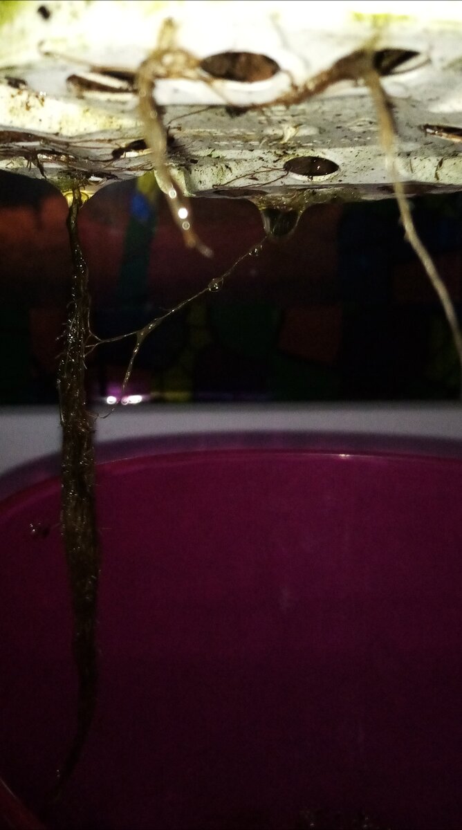 Корни каланхоэ стоящего на мокрой ножки 