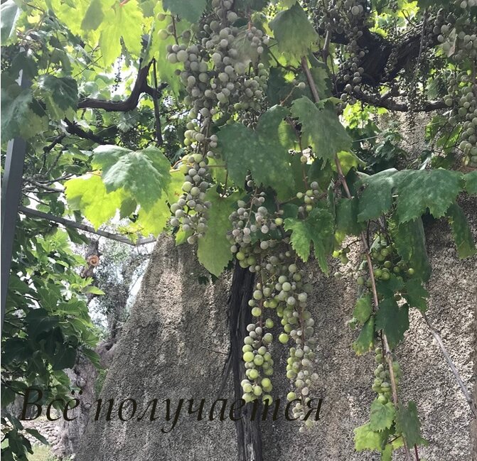 Все, что угодно ожидал Николай Васильевич в поповском саду увидеть, но виноград... это уже слишком.