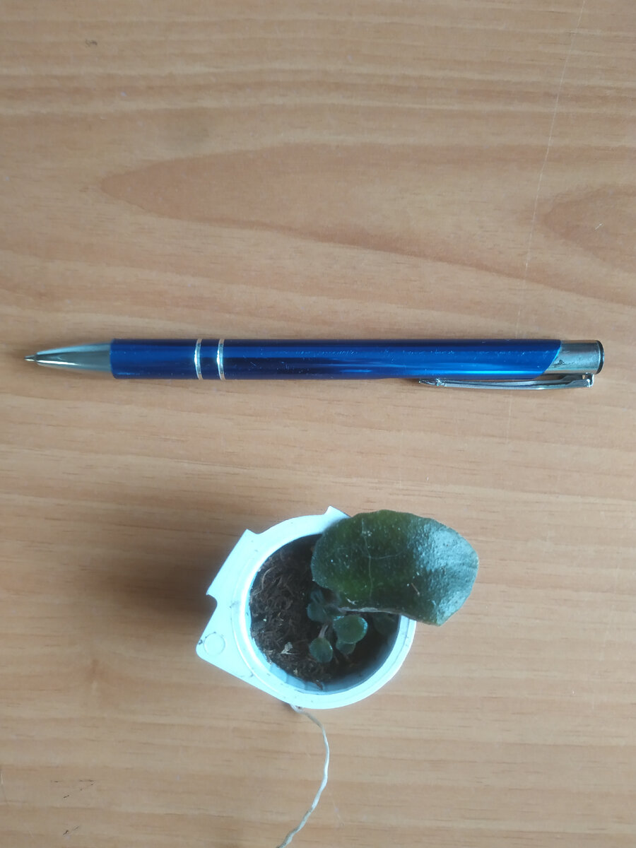 Детка Blue Scoundrel  лист посажен 13.12.2021 г. сегодня 04.04.2022 г.