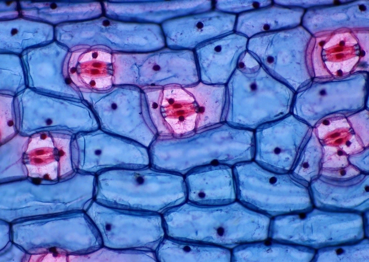 Клетки; https://kartinkin.net/77398-kartinki-kletki.html