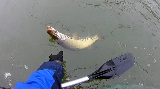 щука напала на человека. щука может напасть на человека.