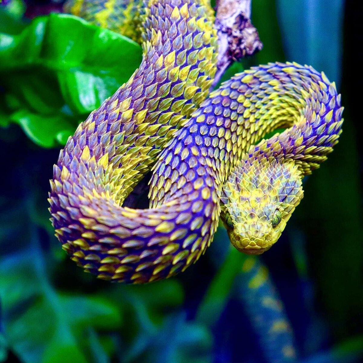 Шершавая древесная гадюка (Atheris squamigera)