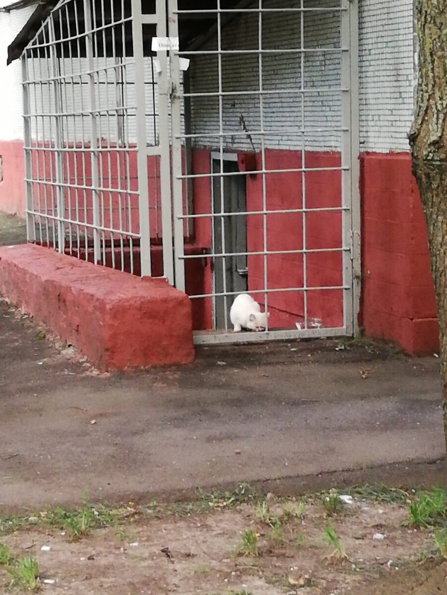 Ела только за подвальной решёткой. Как могла обеспечивала себе безопасность