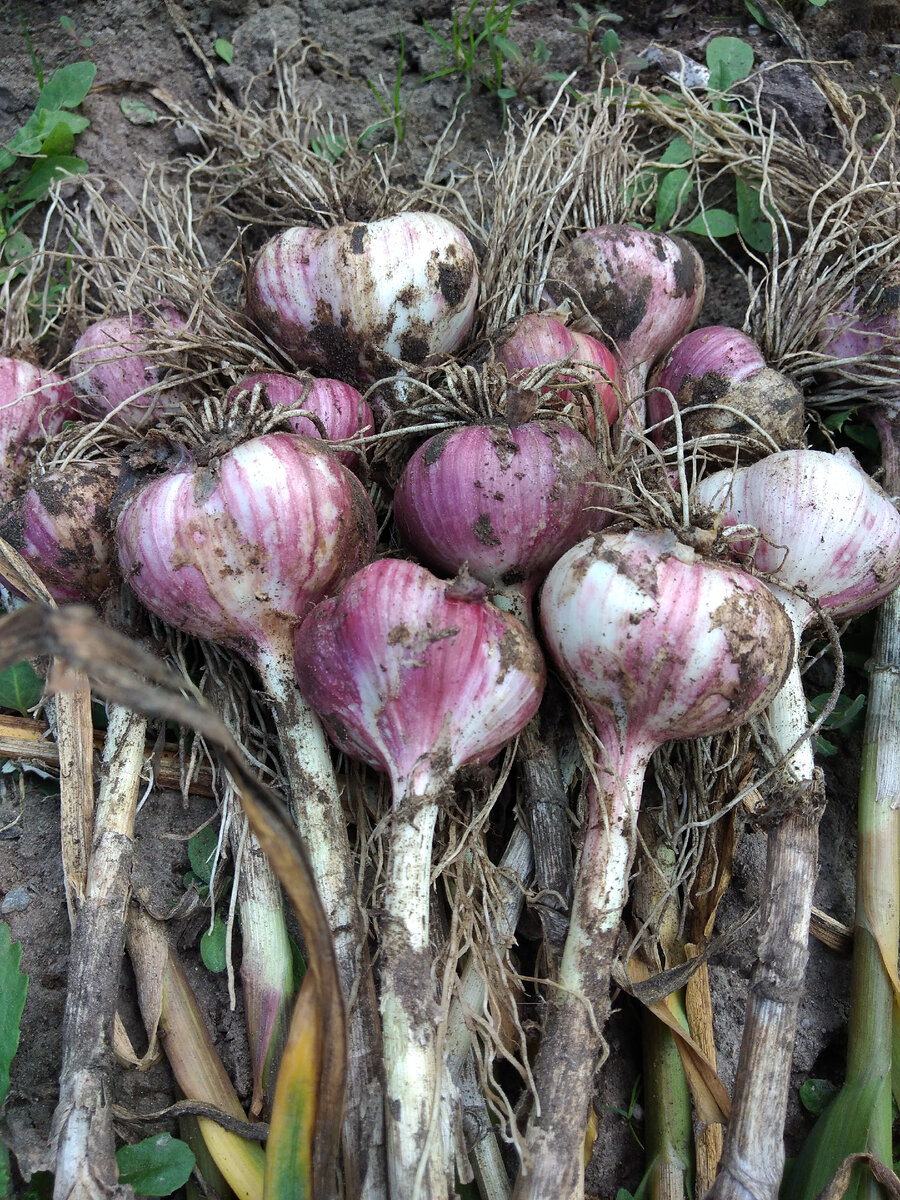 Фото 2021г. И это - еще не самый плохой результат, бывало и хуже.