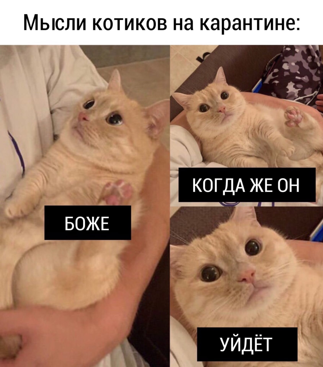 Мемы про котят. Мемы с котами. Мемы про котов. Кот Мем. Кот из мемы.