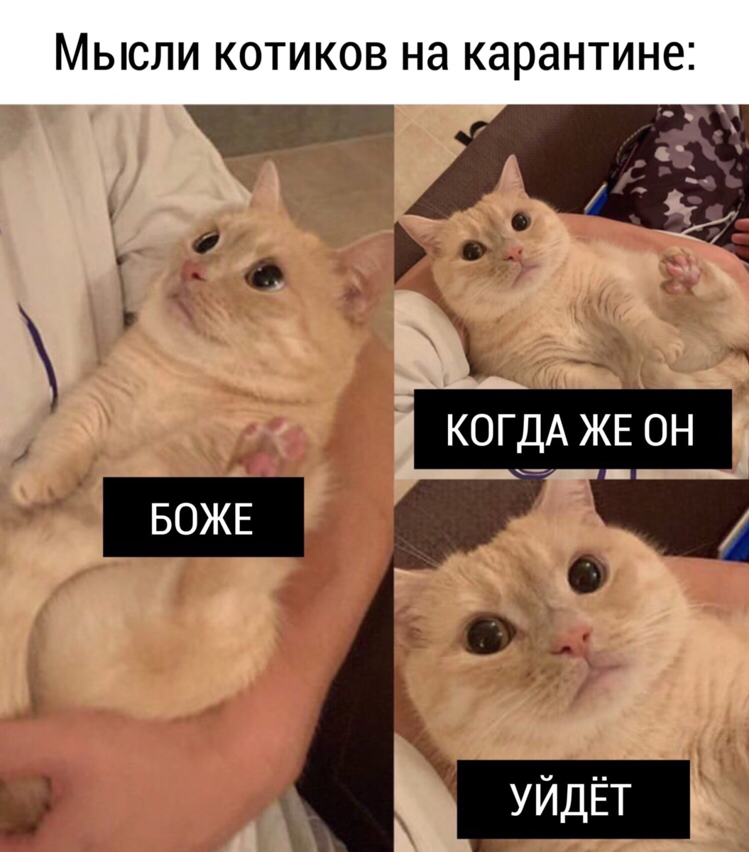 Картинки с котиками мемы