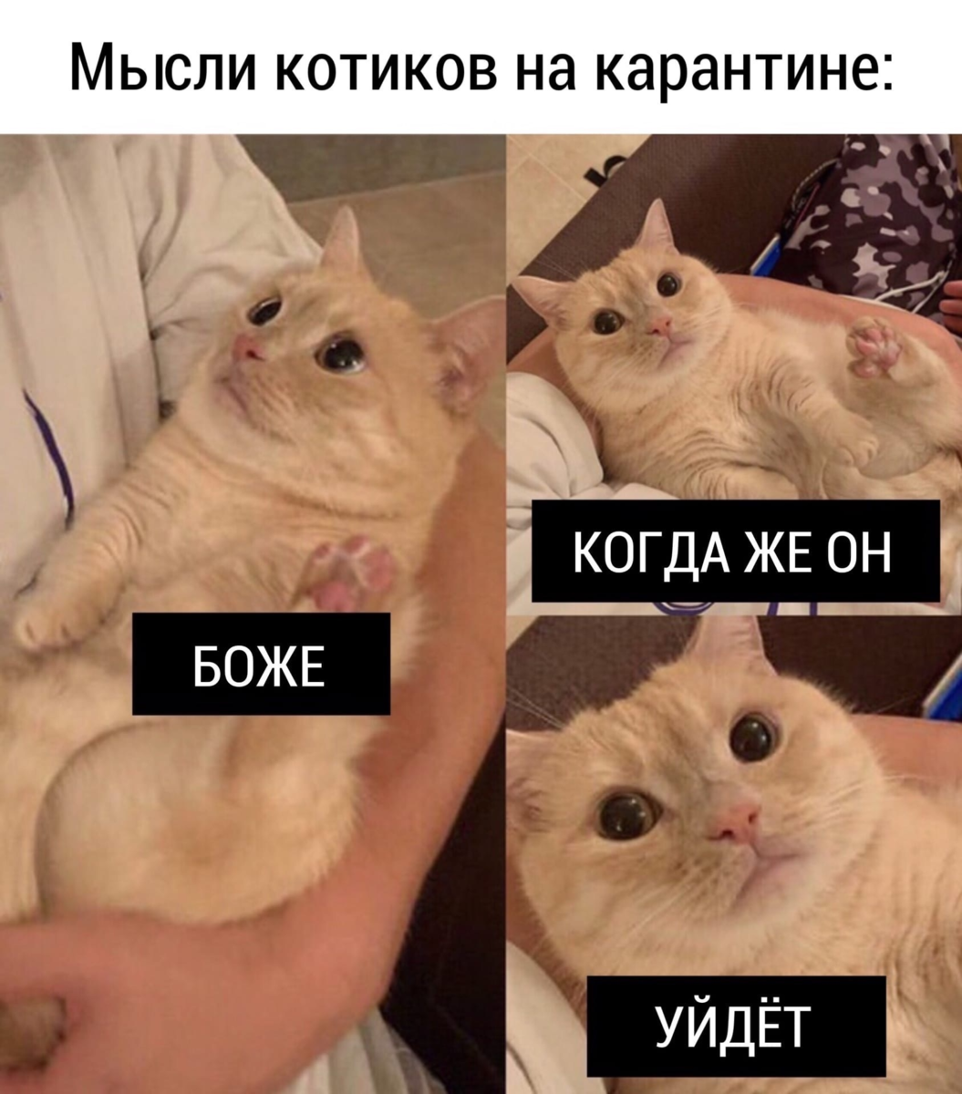 Картинки мемы с котами