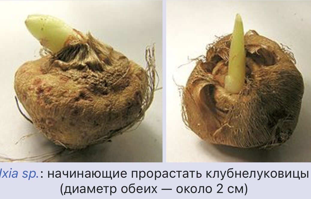 Источник фото: https://ru.m.wikipedia