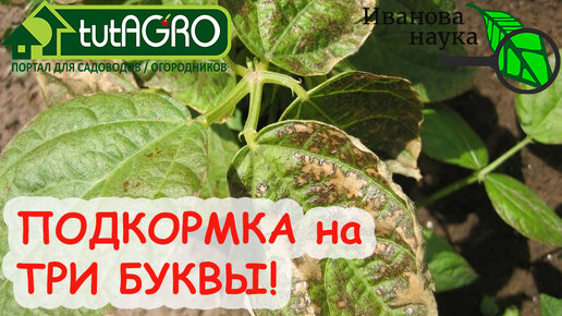 ГЛАВНОЕ - не переБОРщить! ПОДКОРМКА, КОТОРАЯ МОЖЕТ ЛИШИТЬ УРОЖАЯ! Как кормить бором растения?