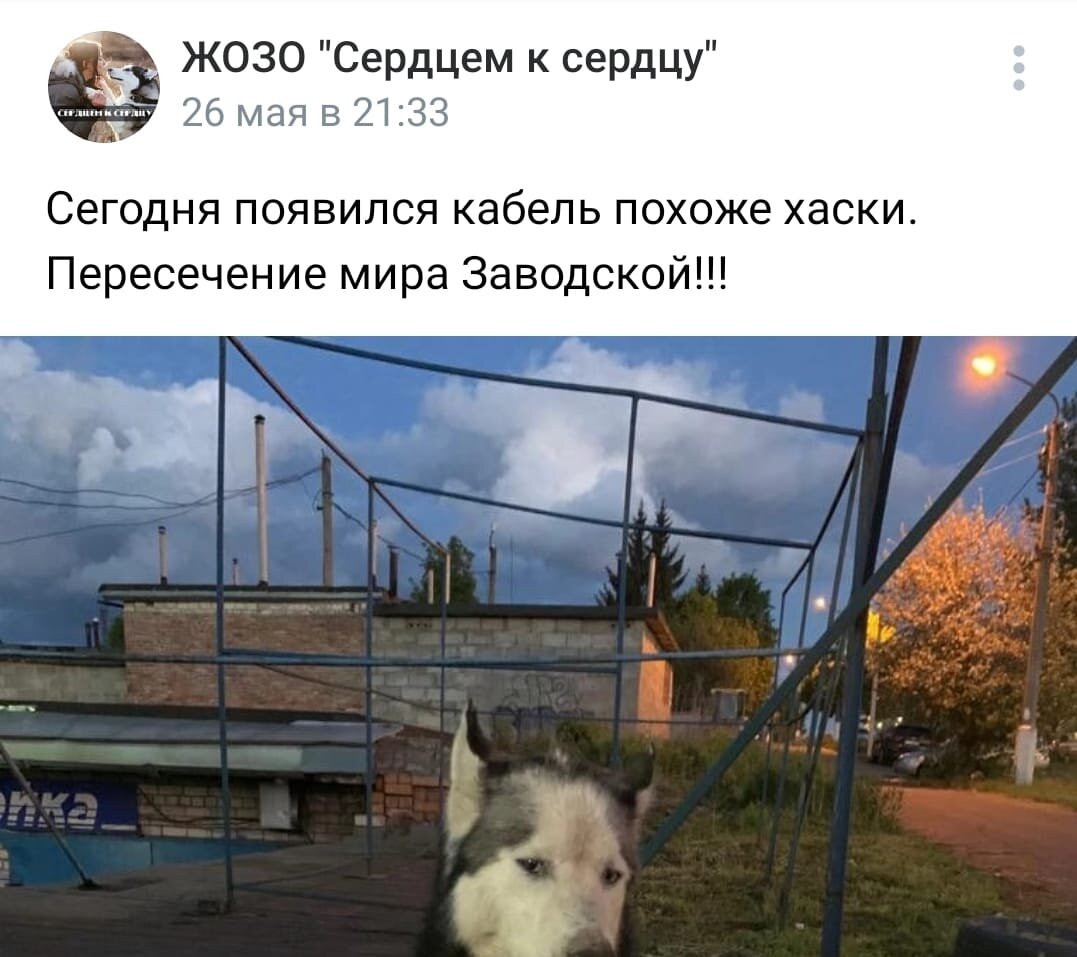 пес уже в нашем городе. про него идут посты.