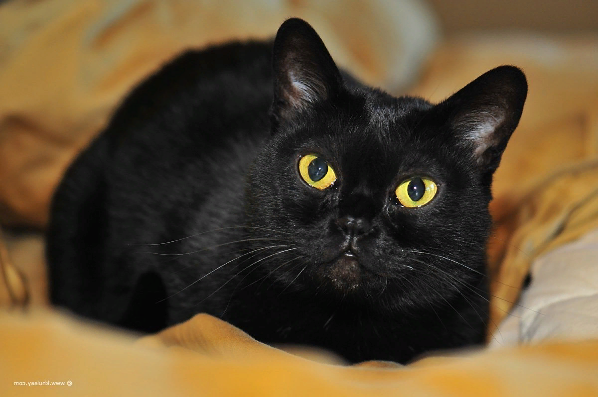 Как много мы знаем о черных кошках? В основном, только суеверие, что когда чёрный кот перейдёт дорогу, то жди неприятностей.-2