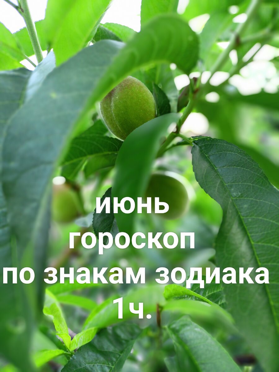 Зелёные персики.