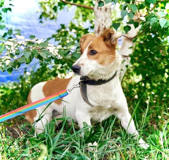 Чапа на прогулке