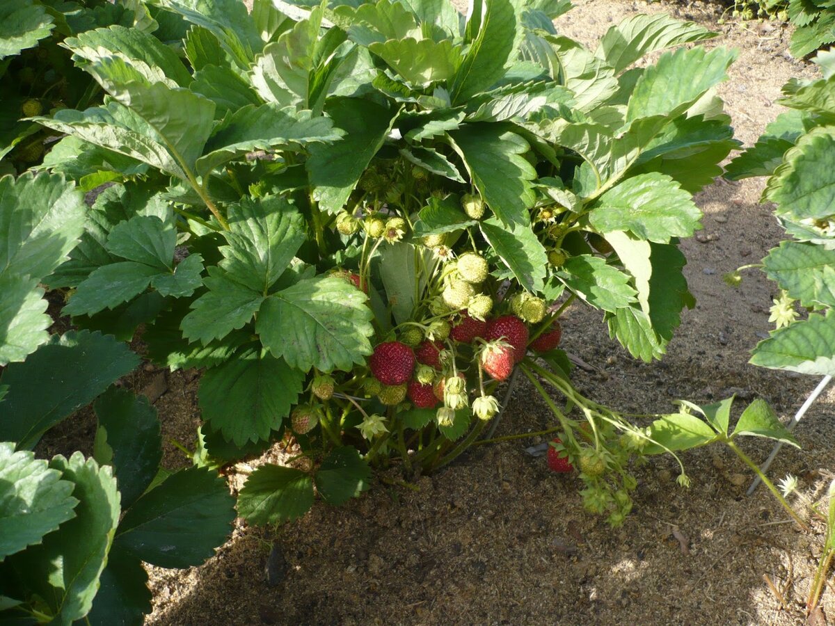 При правильном уходе с куста клубники можно собрать больше 1 литра ягод