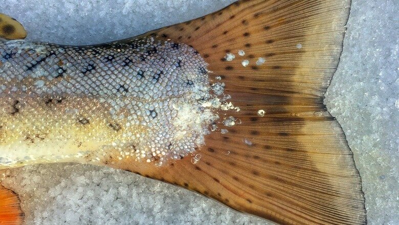 Фото: Pexels.com