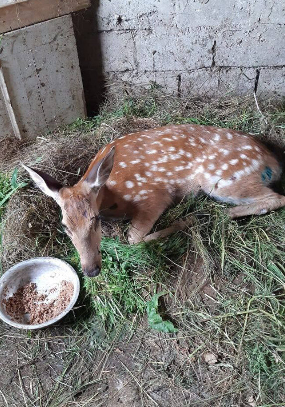   Telegram-канал Евгения Моисеева
