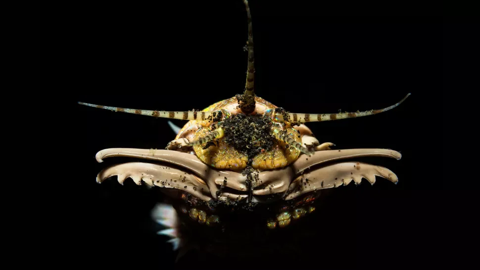 Современный гигантский морской червь Eunice aphroditois 