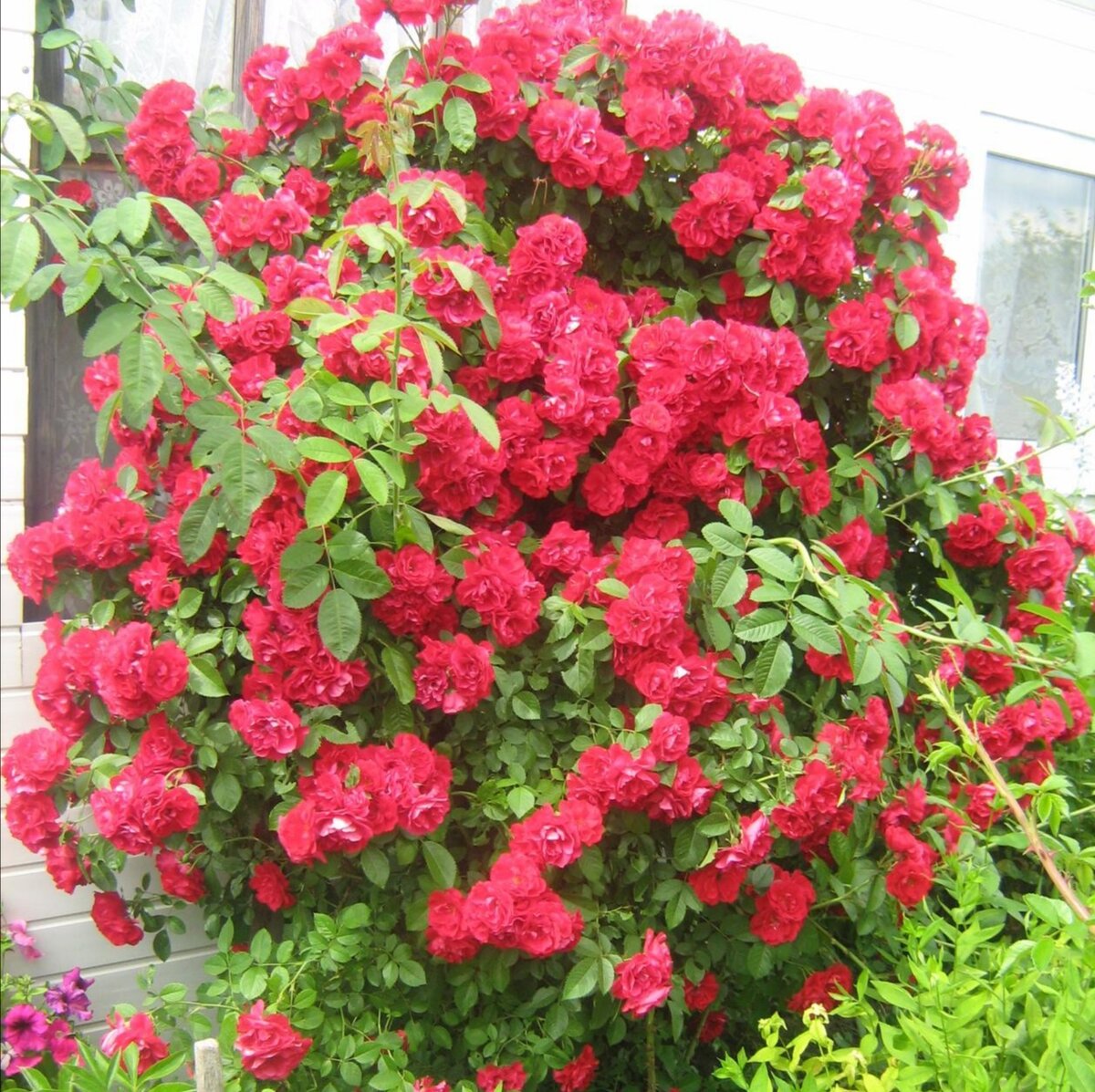 Моя плетистая роза. 