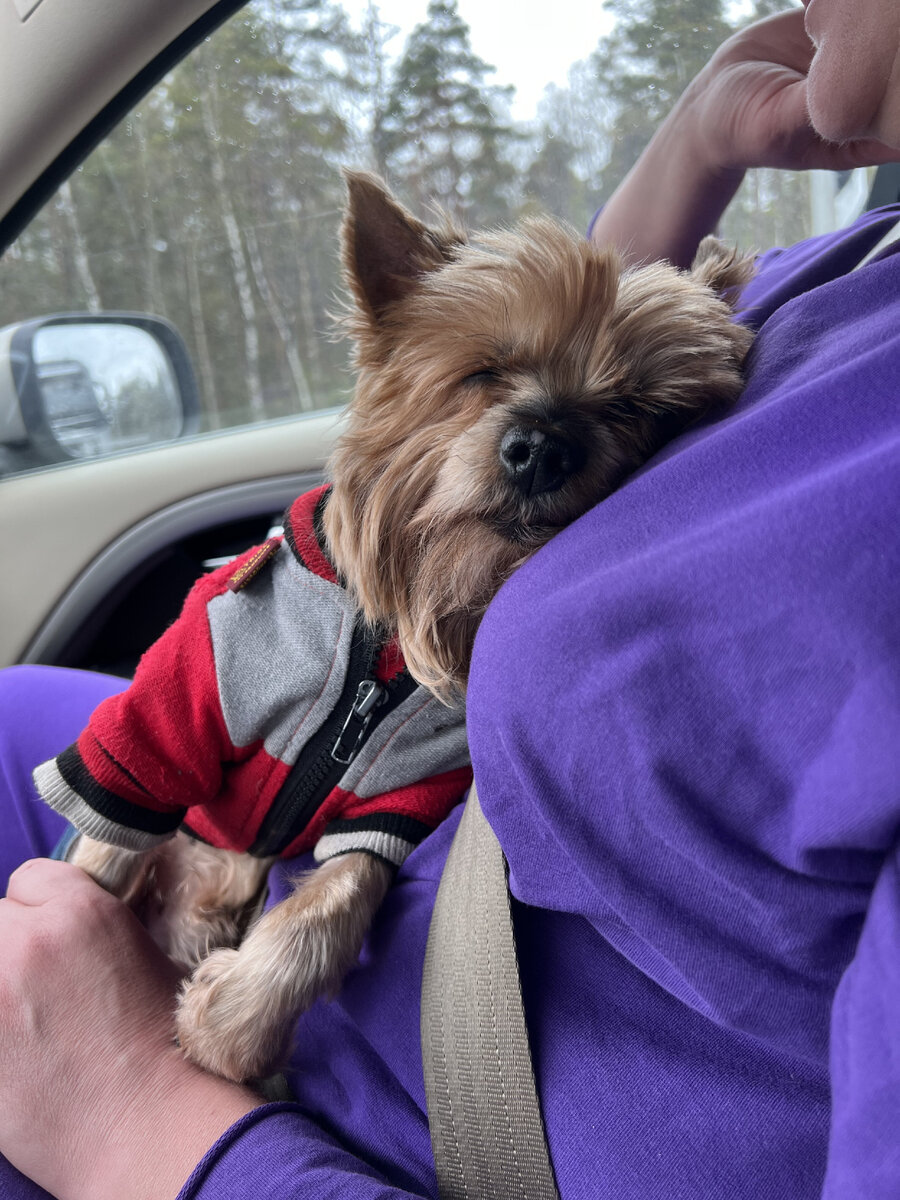 При любой удобной возможности я вырываюсь на дачу и беру с собой своего верного спутника - Кузю, ведь ему тоже необходима смена обстановки.