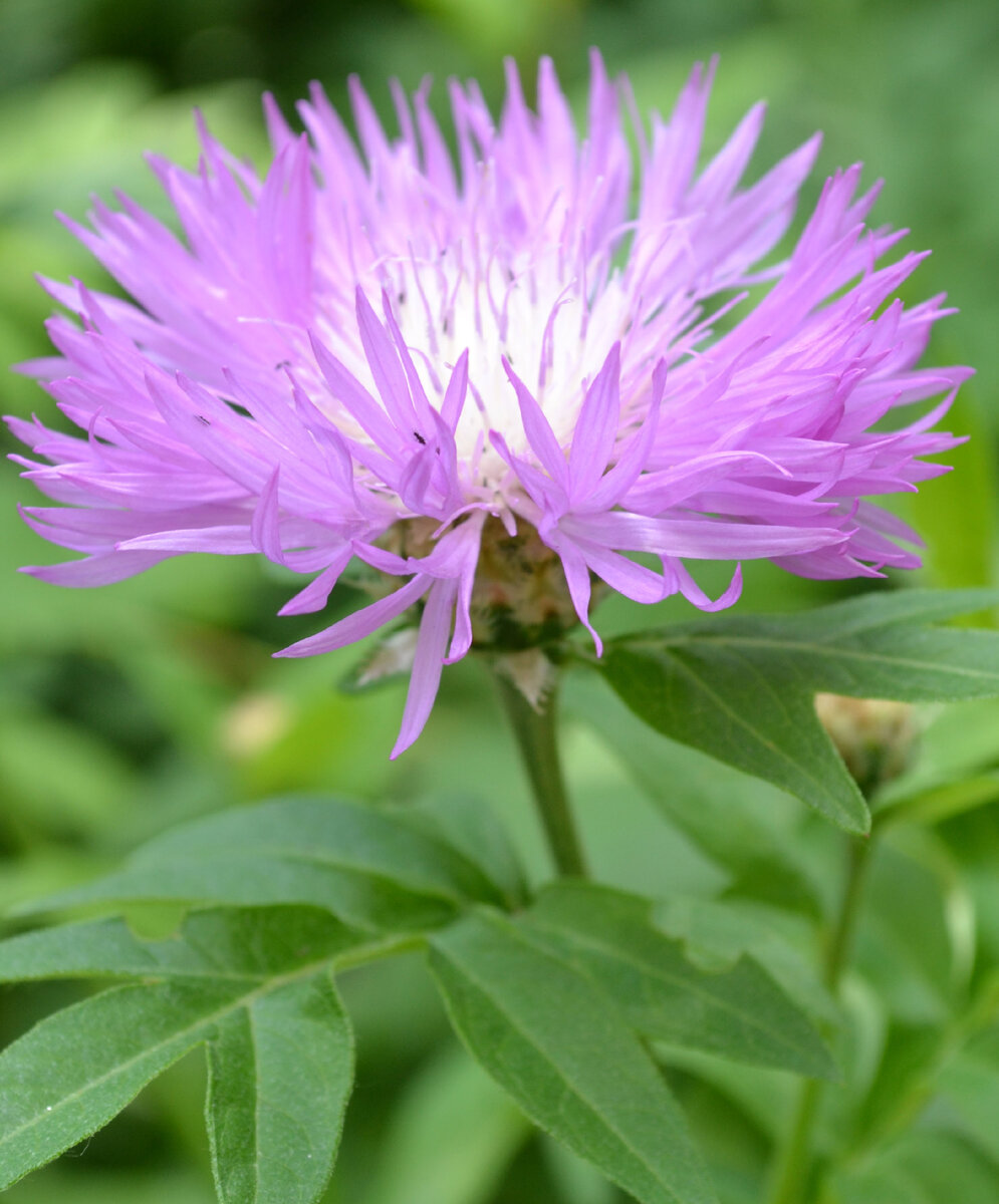 Василёк мускусный