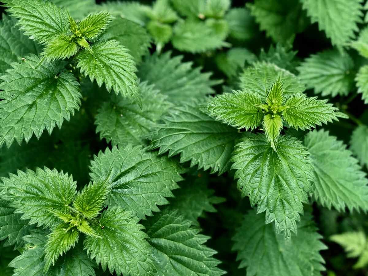 Крапива двудомная.