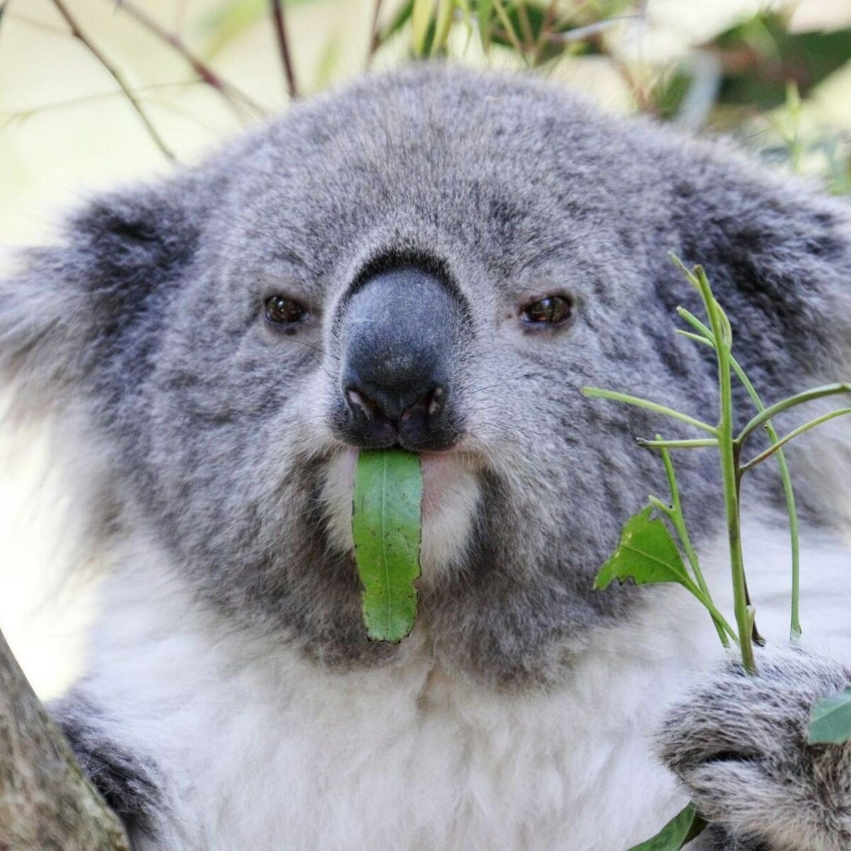 Что едят коалы