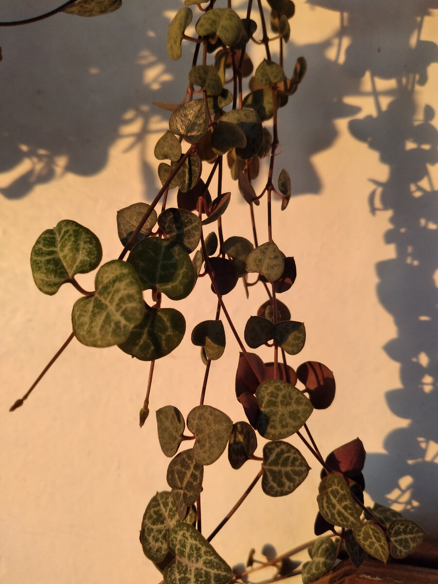 Моя церопегия.