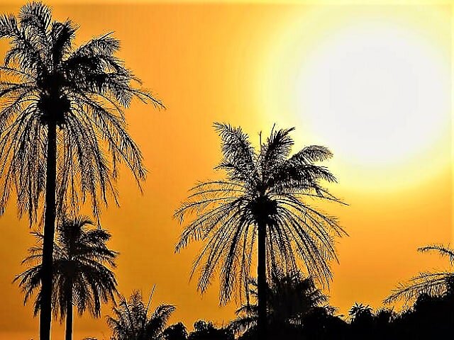 Пальмы, солнце, жара.