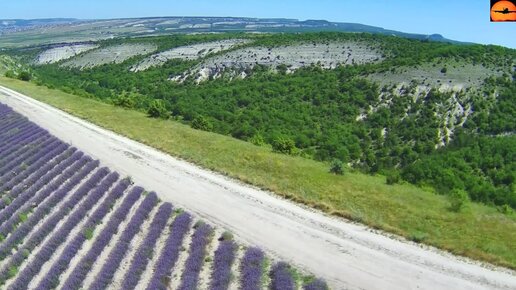 Вот это - настоящая красота! Цветущие лавандовые поля в Крыму 2022.