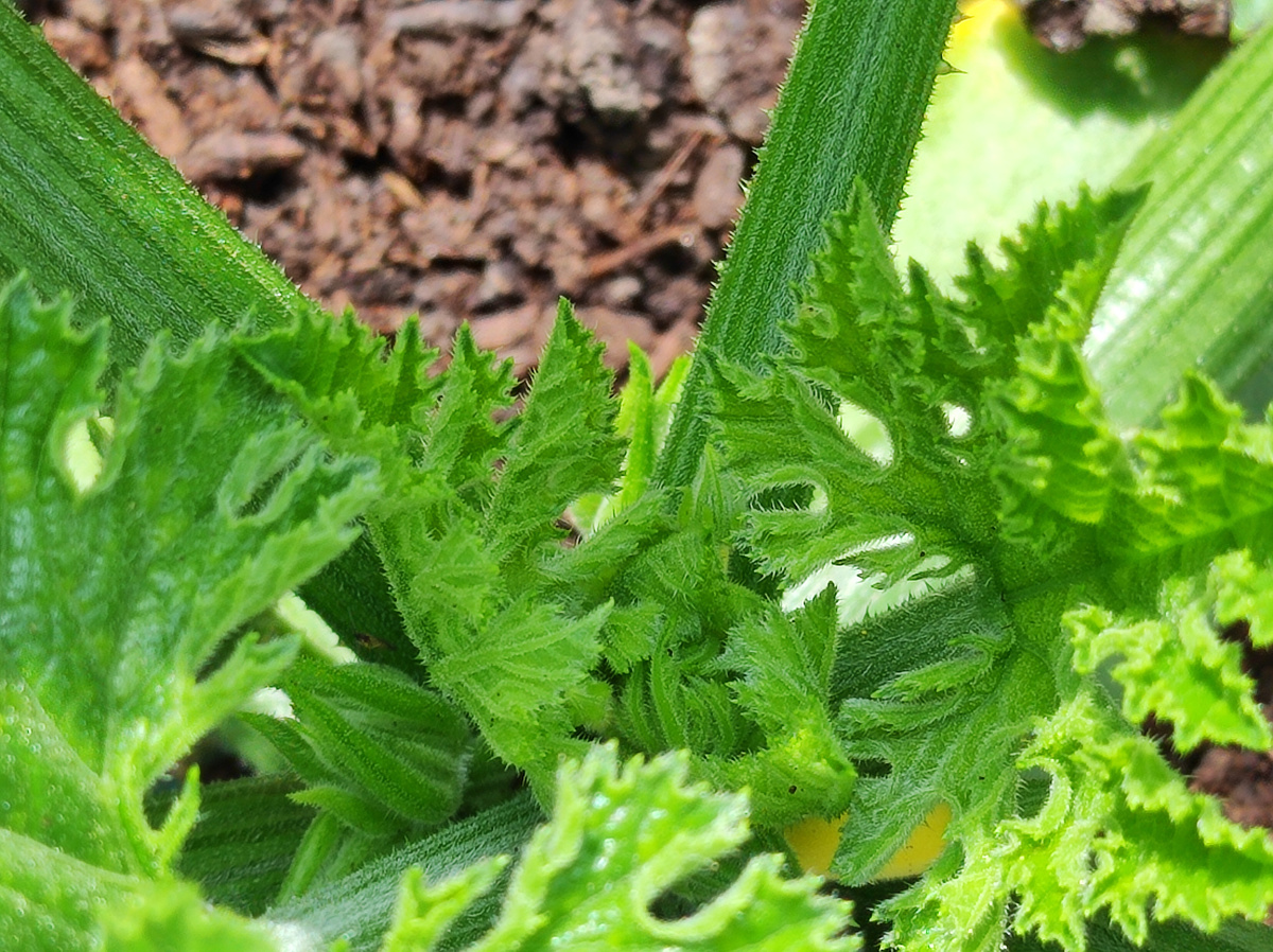 Фото автора, кабачки, середина июня 2022 года