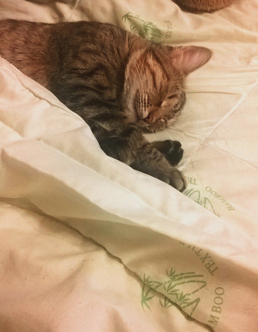 Фото автора. Милашка Альпа