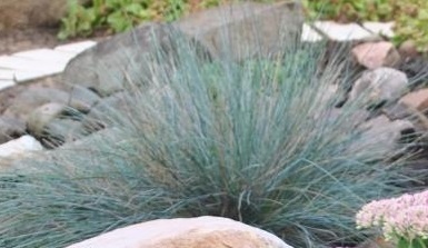 Овсяница сизая